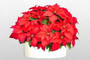 Euphorbia Pulcherrima
